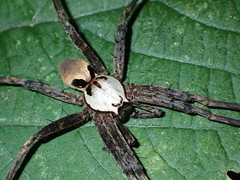 Dolomedes nigrimaculatus
