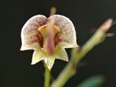 Bossiaea cinerea
