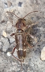 Xylotrechus stebbingi