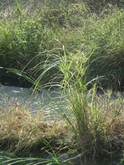 Cyperus glomeratus