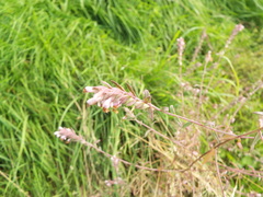 Odontites vulgaris