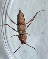 Xylotrechus stebbingi