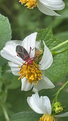 Dysdercus suturellus