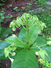 Clerodendrum indicum