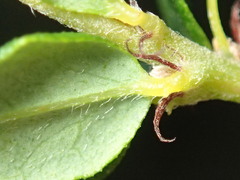 Bossiaea cinerea