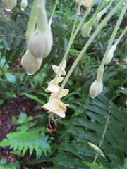 Clerodendrum indicum
