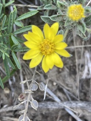 Xanthisma spinulosum