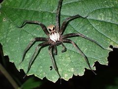 Dolomedes nigrimaculatus