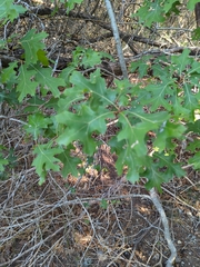 Quercus buckleyi