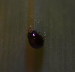 Arthropoda