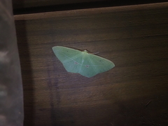 Tanaoctenia haliaria