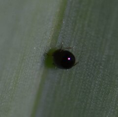 Arthropoda