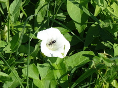 Systropha curvicornis