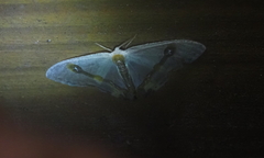 Macrocilix mysticata