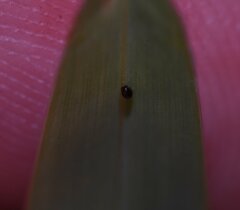 Arthropoda
