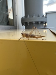 Conocephalus spartinae