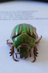 Chrysina adelaida