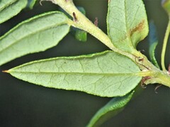 Bossiaea cinerea