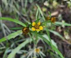 Bidens hyperborea