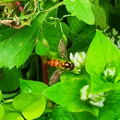 Episyrphus