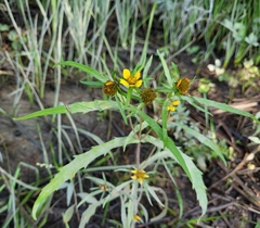 Bidens hyperborea