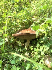 Leccinum versipelle