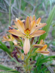 Wachendorfia multiflora