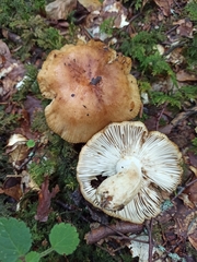 Russula grata