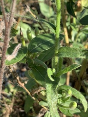 Anchusa officinalis