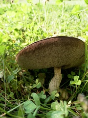 Leccinum versipelle