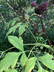 Angelica atropurpurea