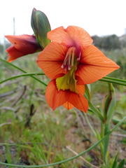 Gladiolus alatus