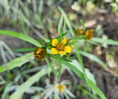 Bidens hyperborea