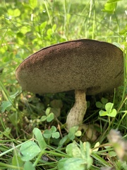 Leccinum versipelle