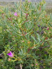 Lampranthus stipulaceus