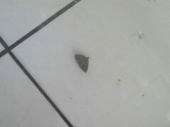 Hydrillodes lentalis