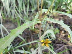 Bidens hyperborea