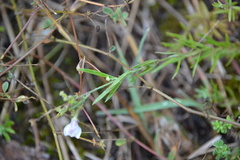 Plantaginaceae