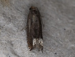 Epiblema strenuana