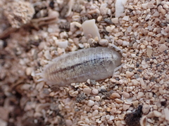 Porcellio spinipes