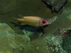 Sargocentron melanospilos
