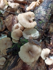 Lentinellus flabelliformis