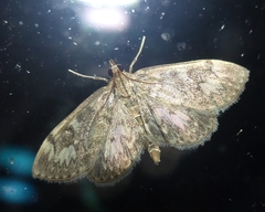 Anania tertialis