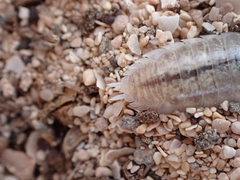 Porcellio spinipes