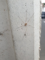 Phalangiinae