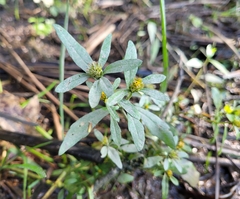 Bidens hyperborea
