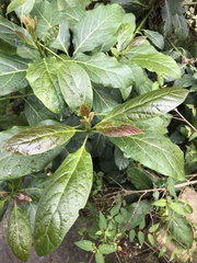 Persea americana