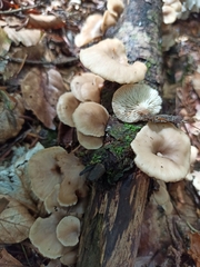 Lentinellus flabelliformis