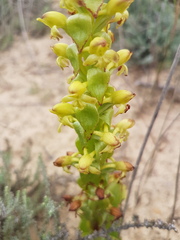 Satyrium odorum