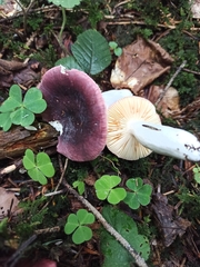 Russula cessans